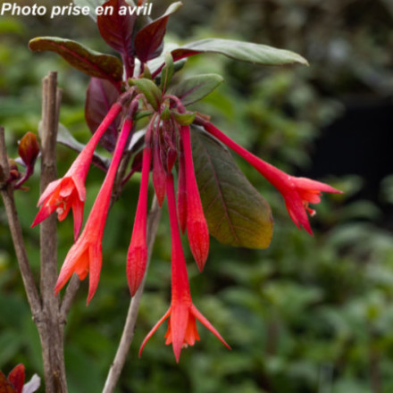 Fuchsia flavum 'Tom Thumb'