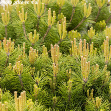 Picea pungens 'Glauca Globosa'