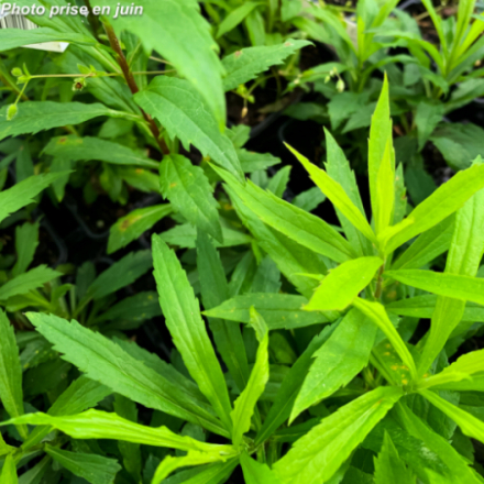 Solidago canadensis 'Goldkind'
