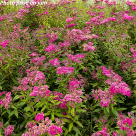 Spiraea bumalda 'Anthony Waterer' - Spirée