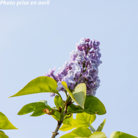Syringa vulgaris 'Katherine Havemeyer' ®