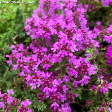 Thymus polytrichus