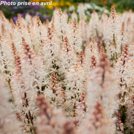 Tiarella 'Spring Symphony'