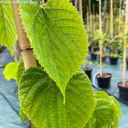 Tilia platyphyllos