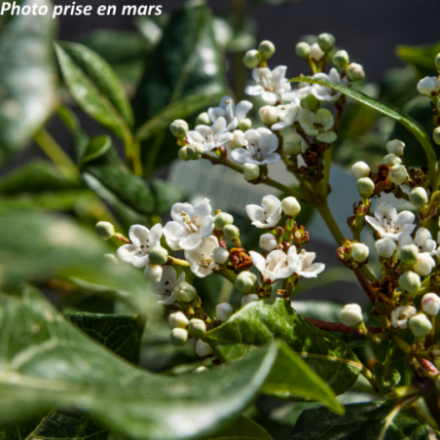 Viburnum tinus 'Lucidum' ®