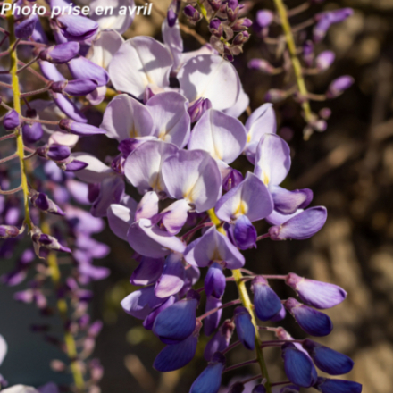Wisteria sinensis - Glycine