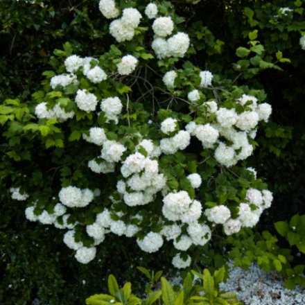 Viburnum opulus 'Roseum' ®