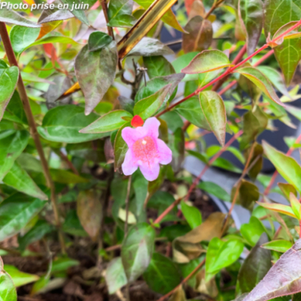 Abelia x grandiflora 'Edward Goucher'