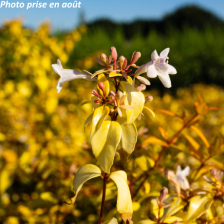 Abelia x grandiflora 'Francis Mason'