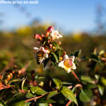 Abelia x grandiflora Sunny charm® 'minduo 1'