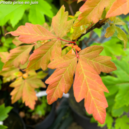 Acer griseum - Erable cannelle