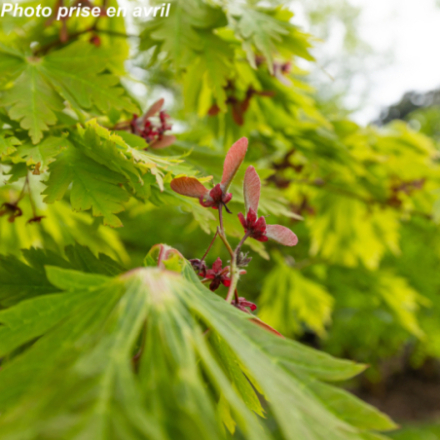 Acer japonicum 'Aconitifolium' - Érable japonais
