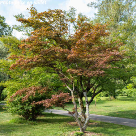 Acer palmatum 'Atropurpureum' - Érable japonnais
