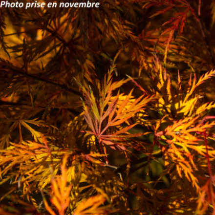 Acer palmatum 'Emerald Lace' - Érable japonnais