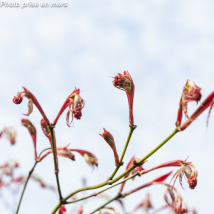 Acer palmatum 'Ornatum' - Érable japonnais