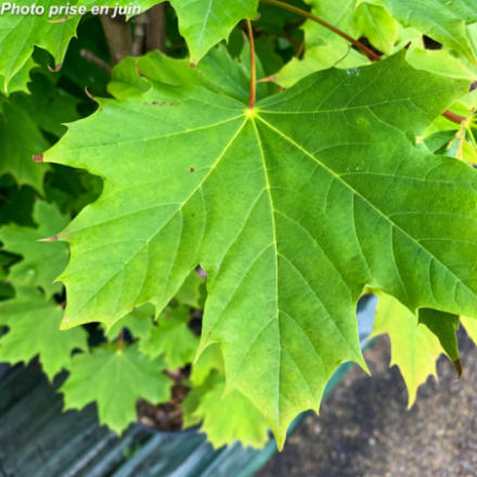 Acer platanoides 'Columnare'