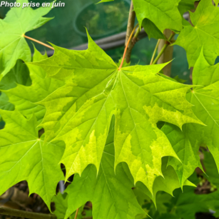 Acer platanoides 'Drummondii'