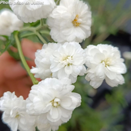 Achillea ptarmica 'The Pearl'