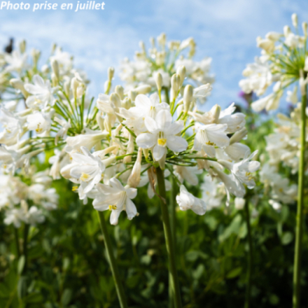 Agapanthus africanus 'Albus'