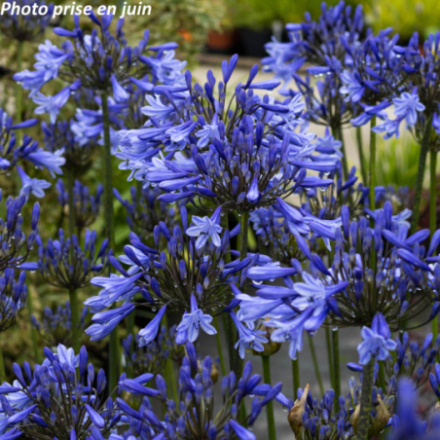 Agapanthus 'Dr Brouwer'