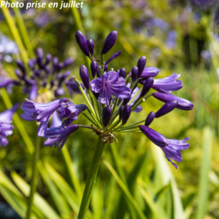 Agapanthus hybride 'Poppin'purple' - Agapanthe