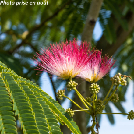 Albizia julibrissin Ombrella 'Boubri'