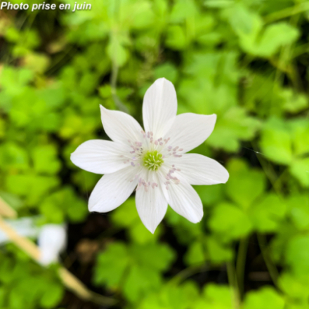 Anemone leveillei