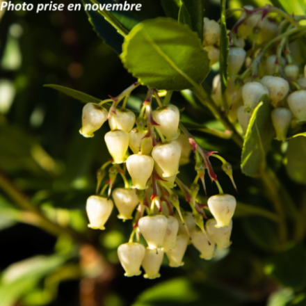 Arbutus unedo 'Atlantic' ®