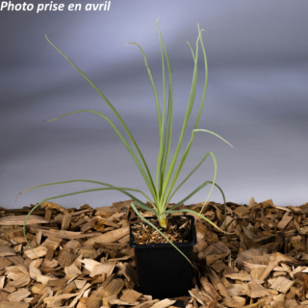 Asphodeline lutea