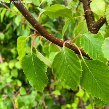 Betula nigra 'Black Star' - Bouleau noir