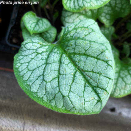 Brunnera macrophylla 'Jack Frost'