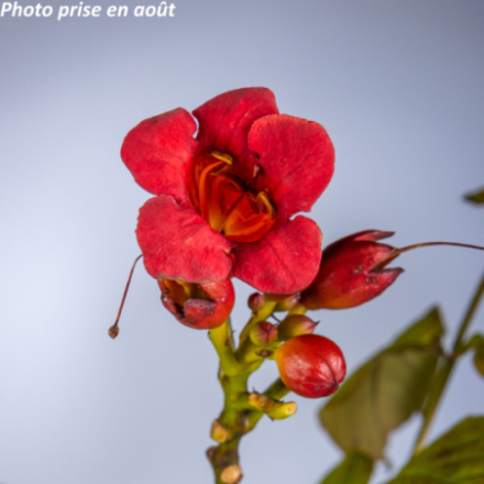 Campsis radicans 'Stromboli'