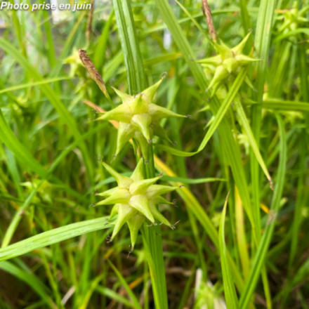 Carex grayi
