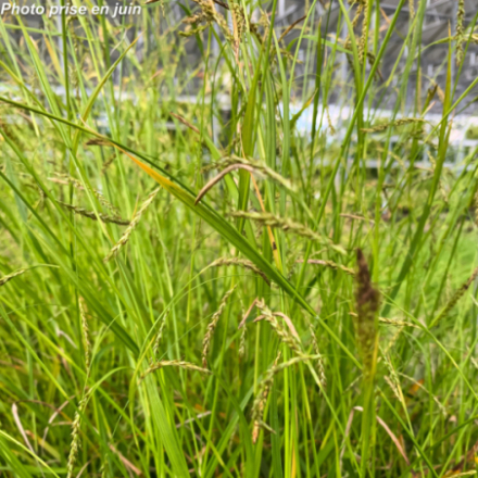 Carex sorbifolia 'Greenwell'