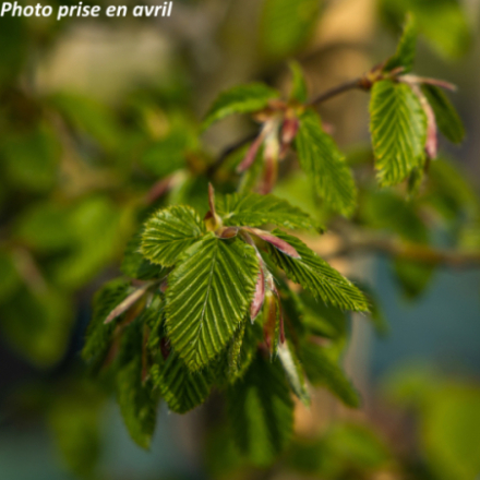 Carpinus betulus - Charme commun