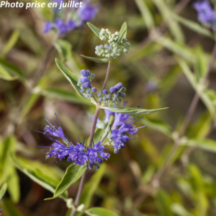 Caryopteris x clandonensis 'Heavenly Blue'