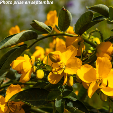 Cassia corymbosa
