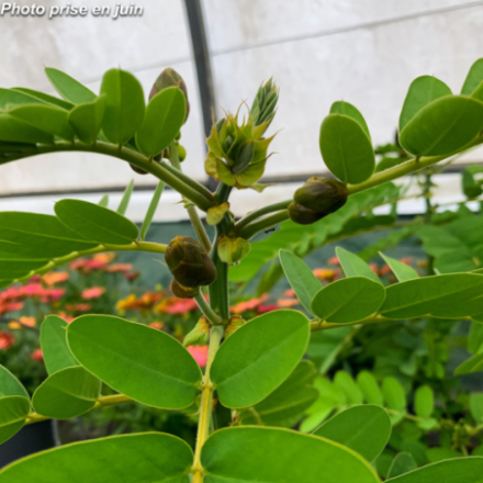 Cassia didymobotrya