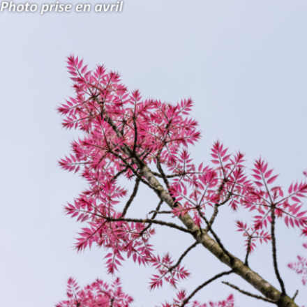 Cedrela sinensis 'Flamingo'