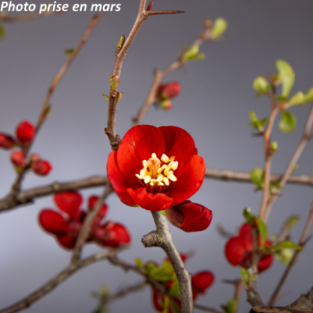 Chaenomeles x superba 'Crimson and Gold'