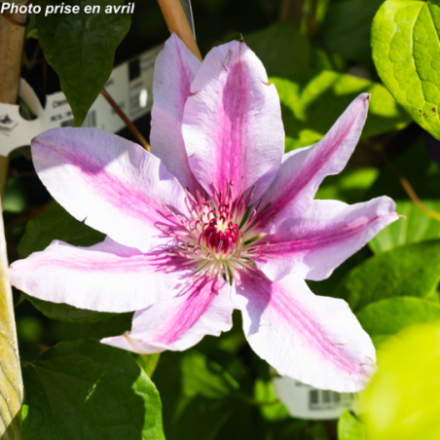 Clematis arundinacea 'Nelly Moser'