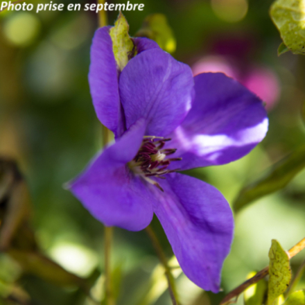 Clematis 'Semu'