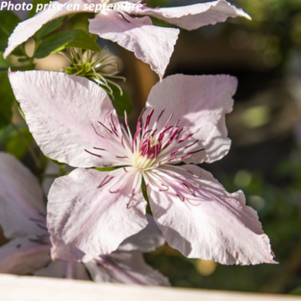 Clematis x 'Pink Fantasy' - Clématite