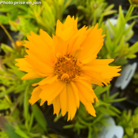 Coreopsis grandiflora 'Early Sunrise'