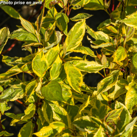 Cornus alba 'Gouchaultii'