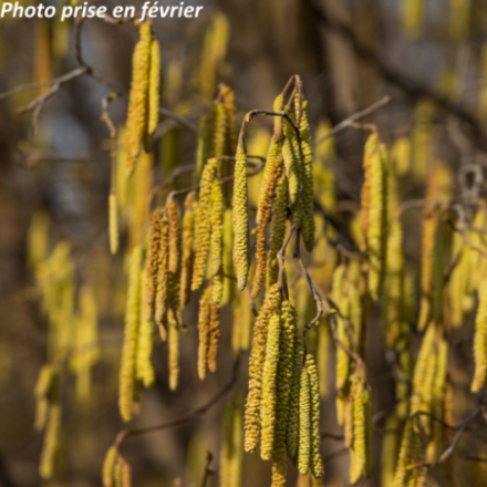 Corylus avellana
