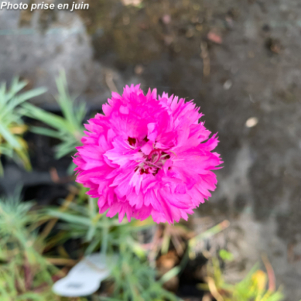 Dianthus plumarius 'Double Rose'