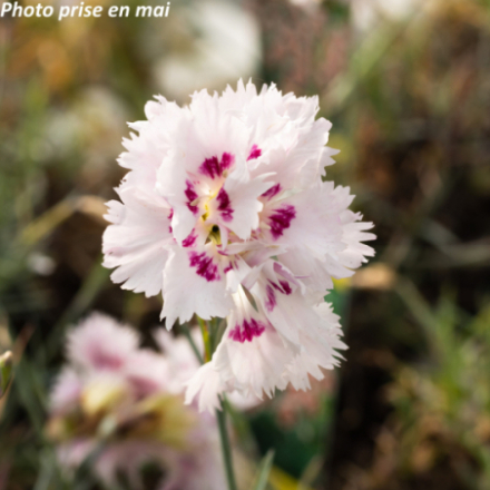 Dianthus plumarius 'Ine'