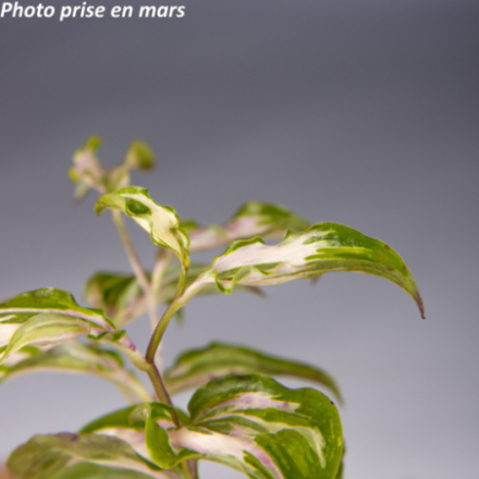 Disporum cantoniense 'Moonlight'®