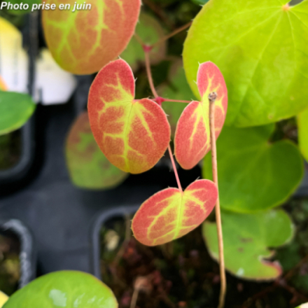 Epimedium versicolor 'Sulphureum'